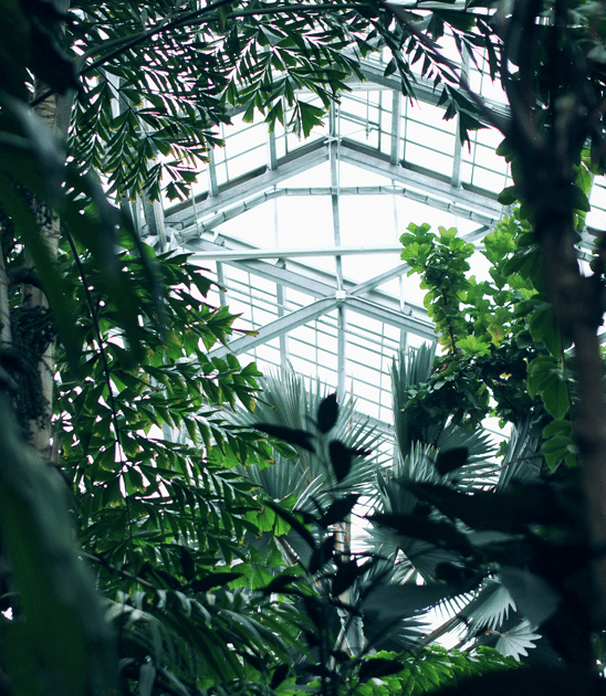 Glass ceiling structure viewed through dense, leafy green plants in an indoor botanical garden or greenhouse.
