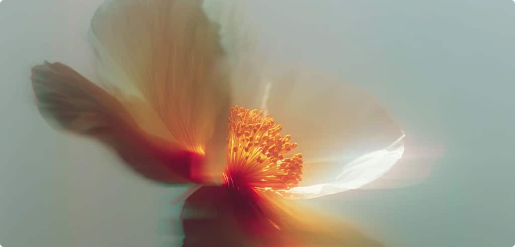 A softly lit, close-up image of a flower with delicate petals and glowing yellow-orange stamens, set against a misty, pale background.